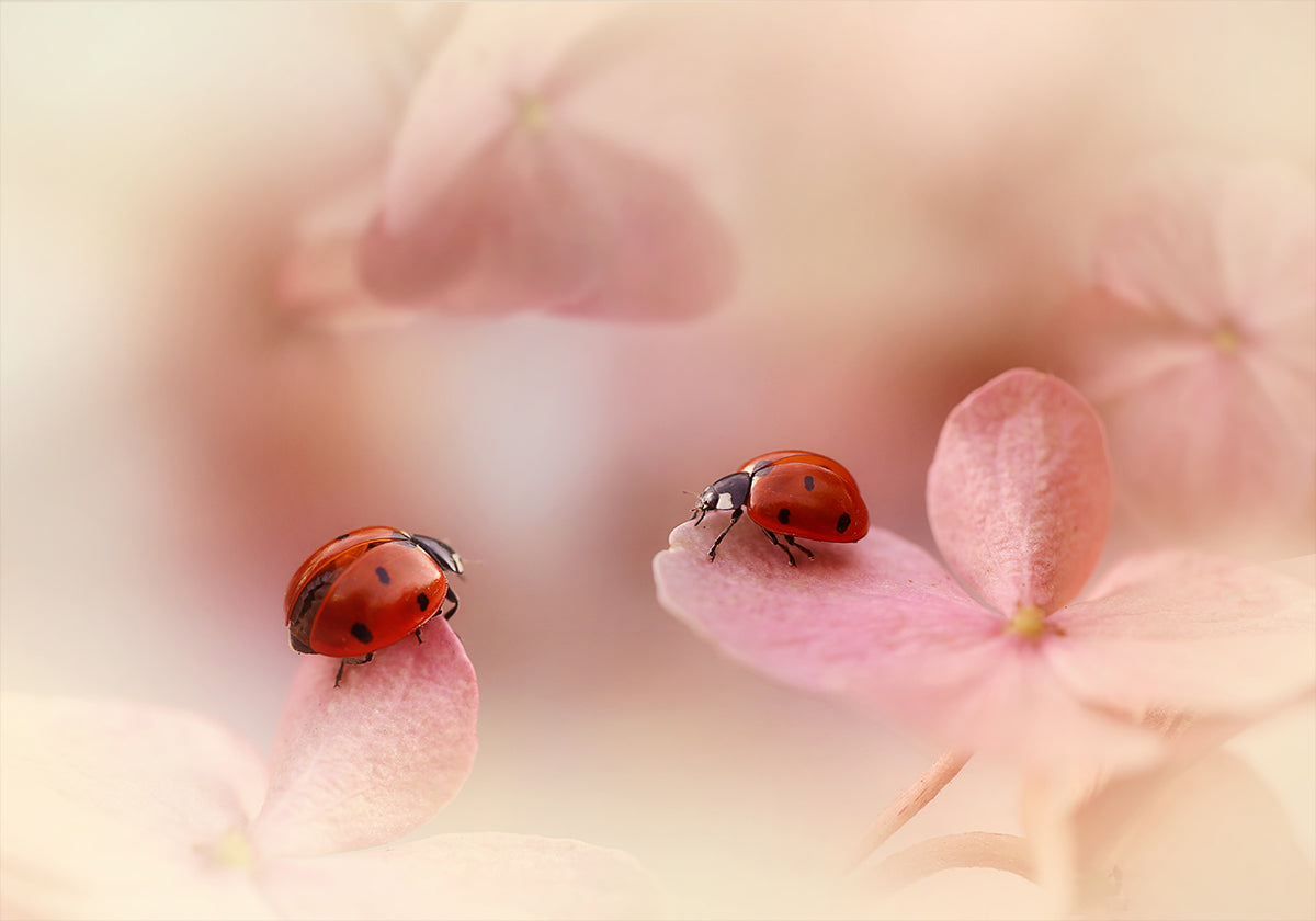 Coccinelles sur hortensia rose.