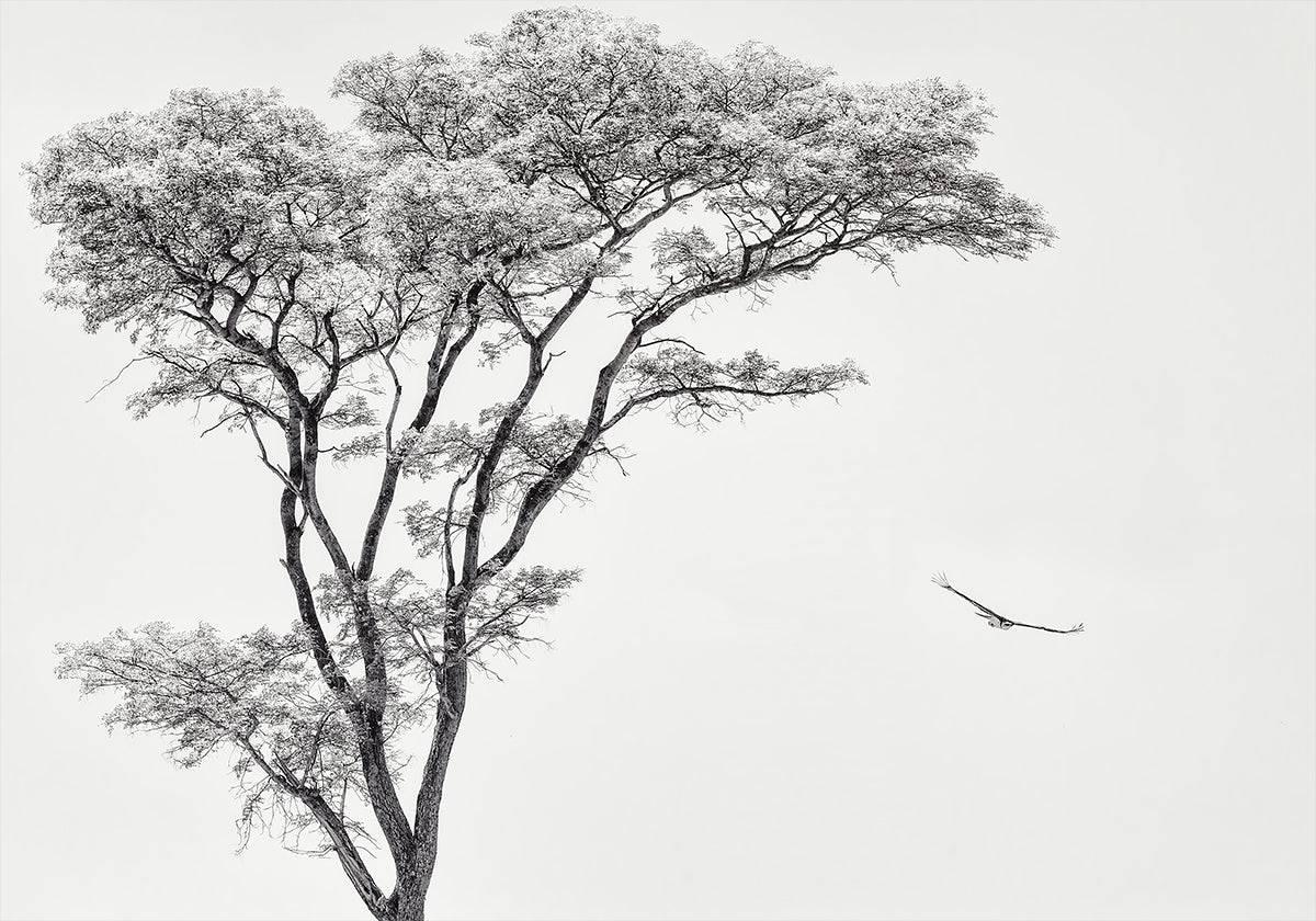 l'aigle africain Poster