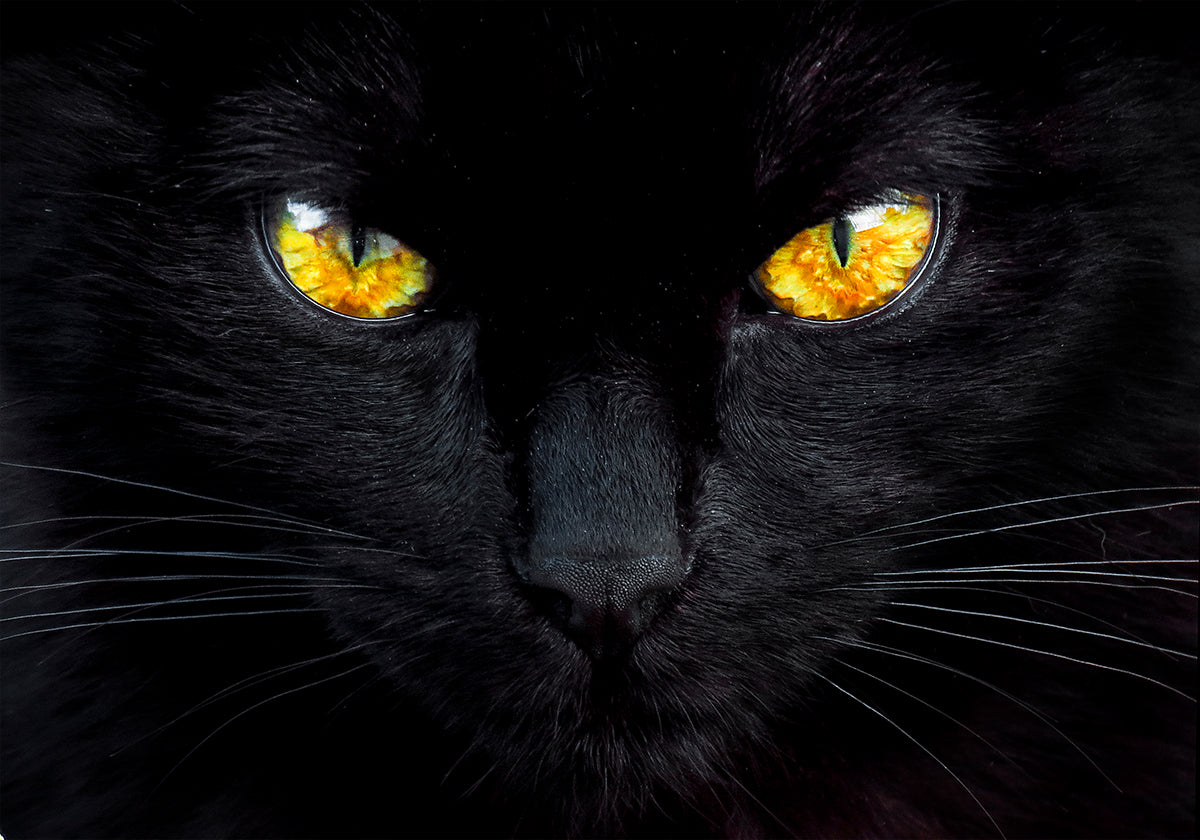 L'hypnotiseur de la nuit