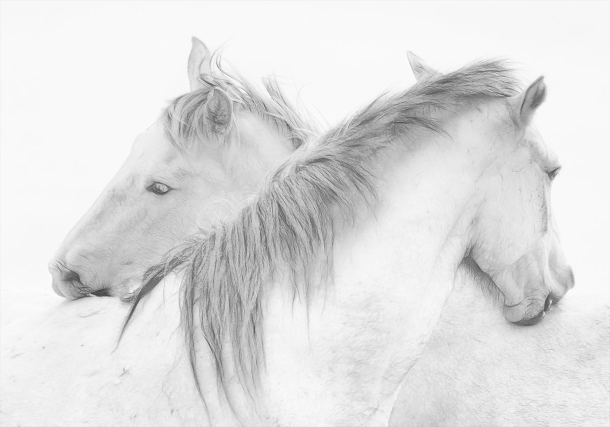 Chevaux