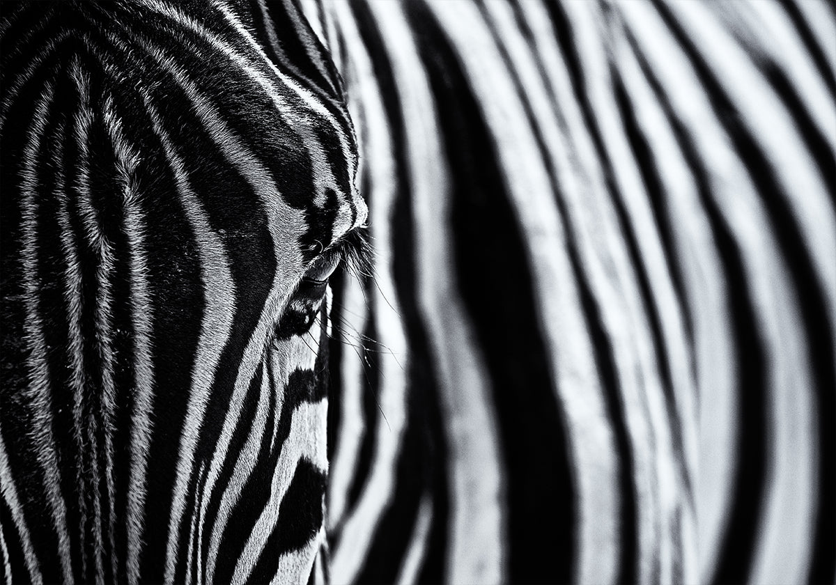 Le regard de la nature
