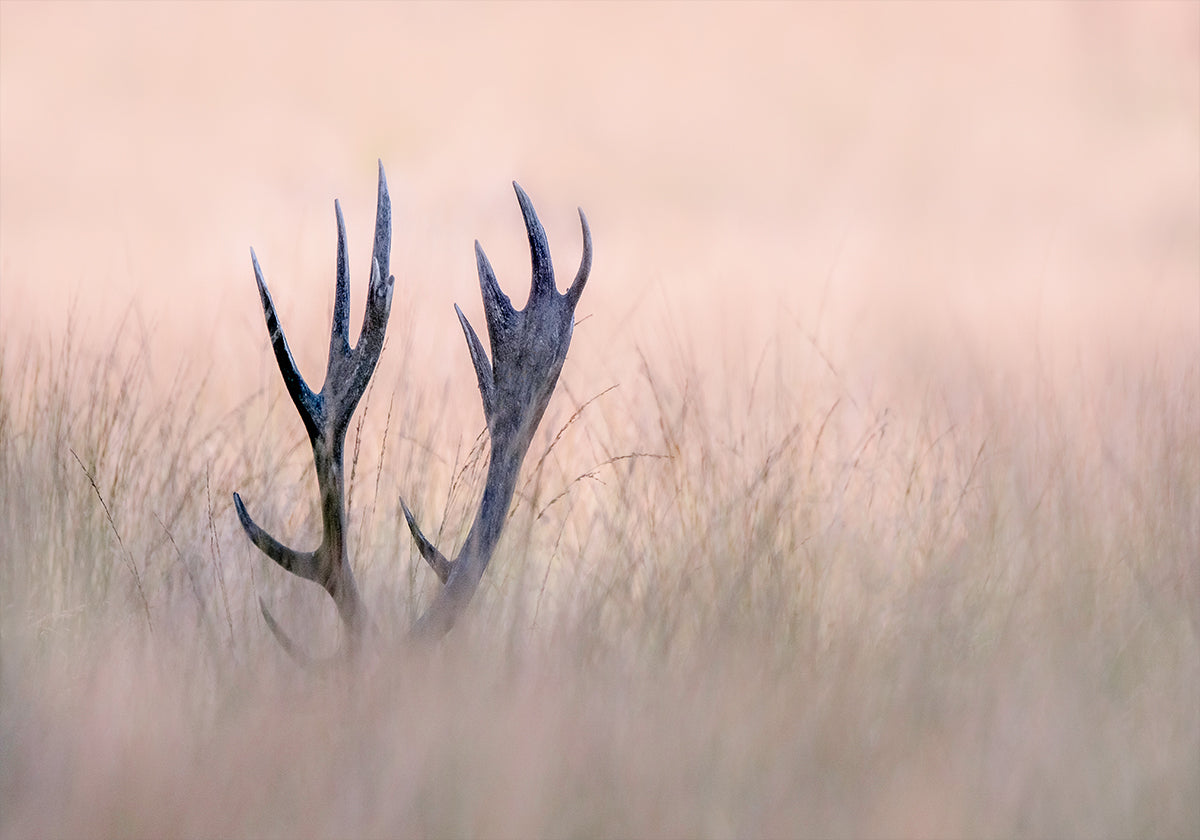 Cache-cache (Corne de Cerf)