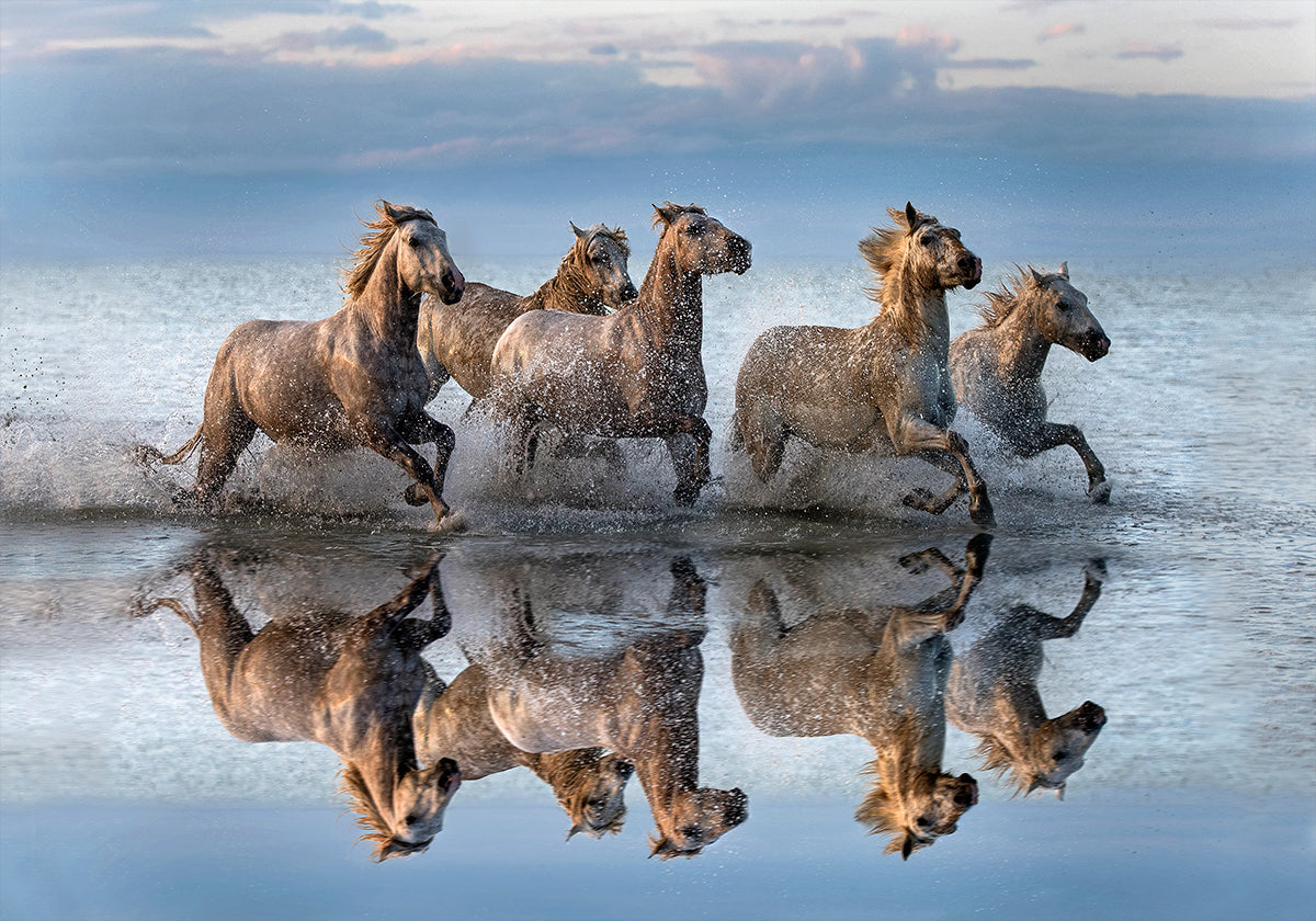 Chevaux et réflexion