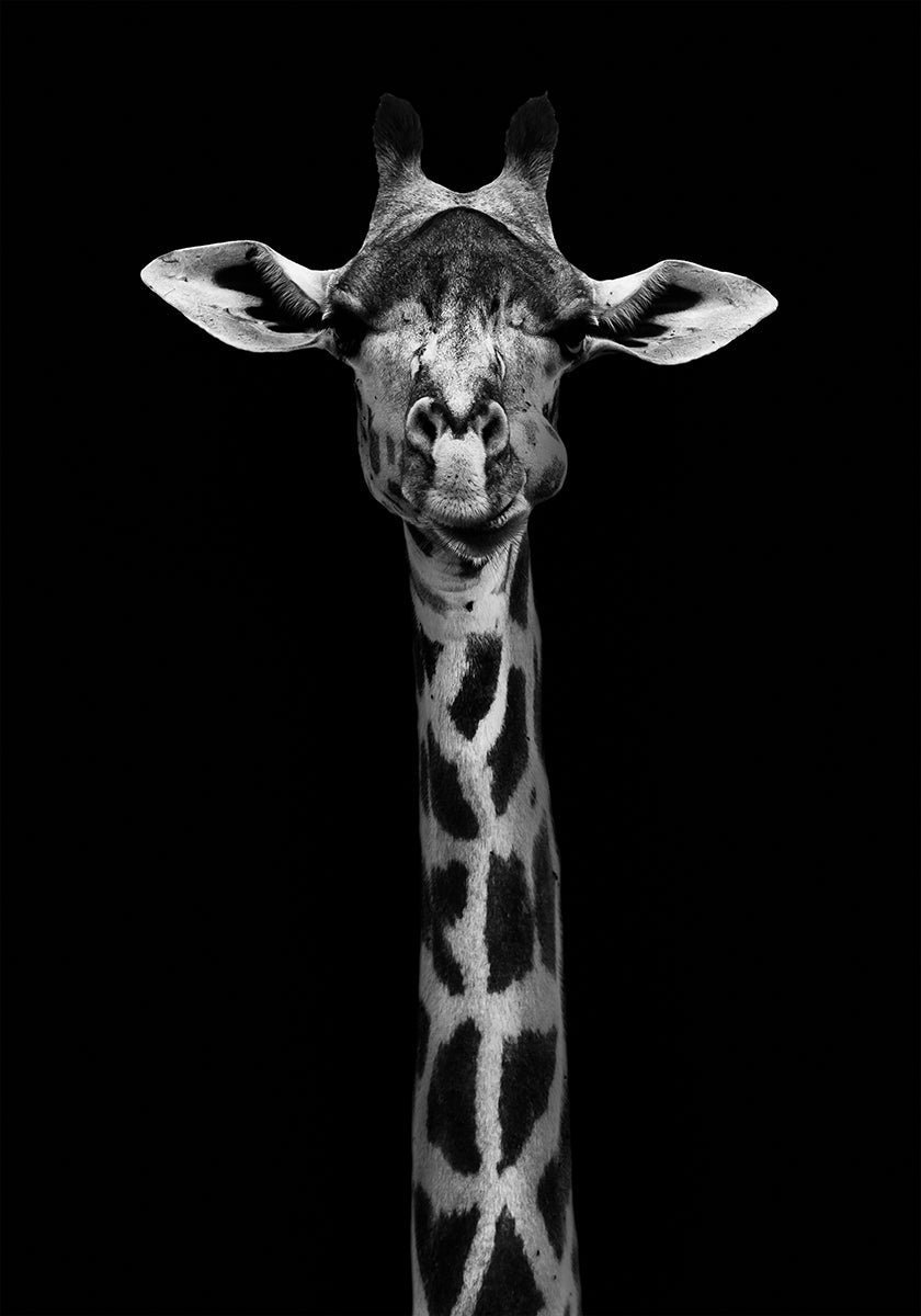 Portrait de girafe Poster