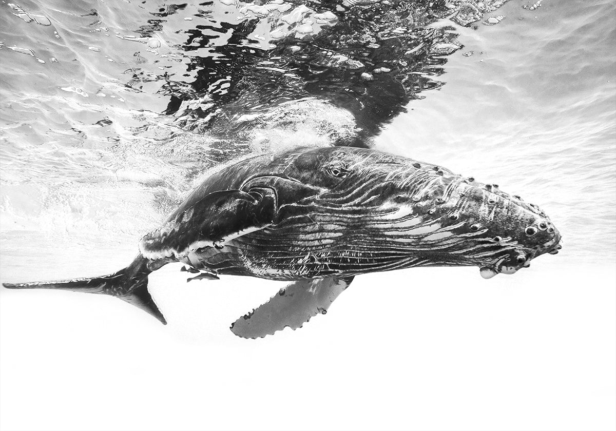 Baleine à bosse