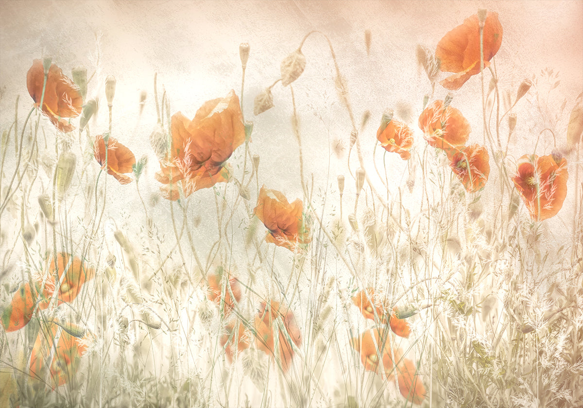 Coquelicots dans le champ