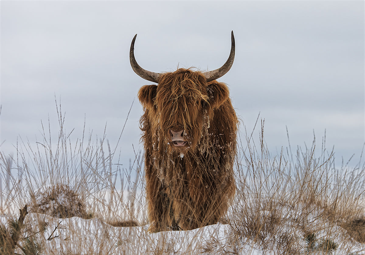 Highlander dans la neige Poster