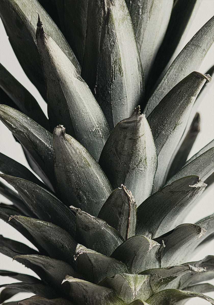 Poster Ananas gros plan