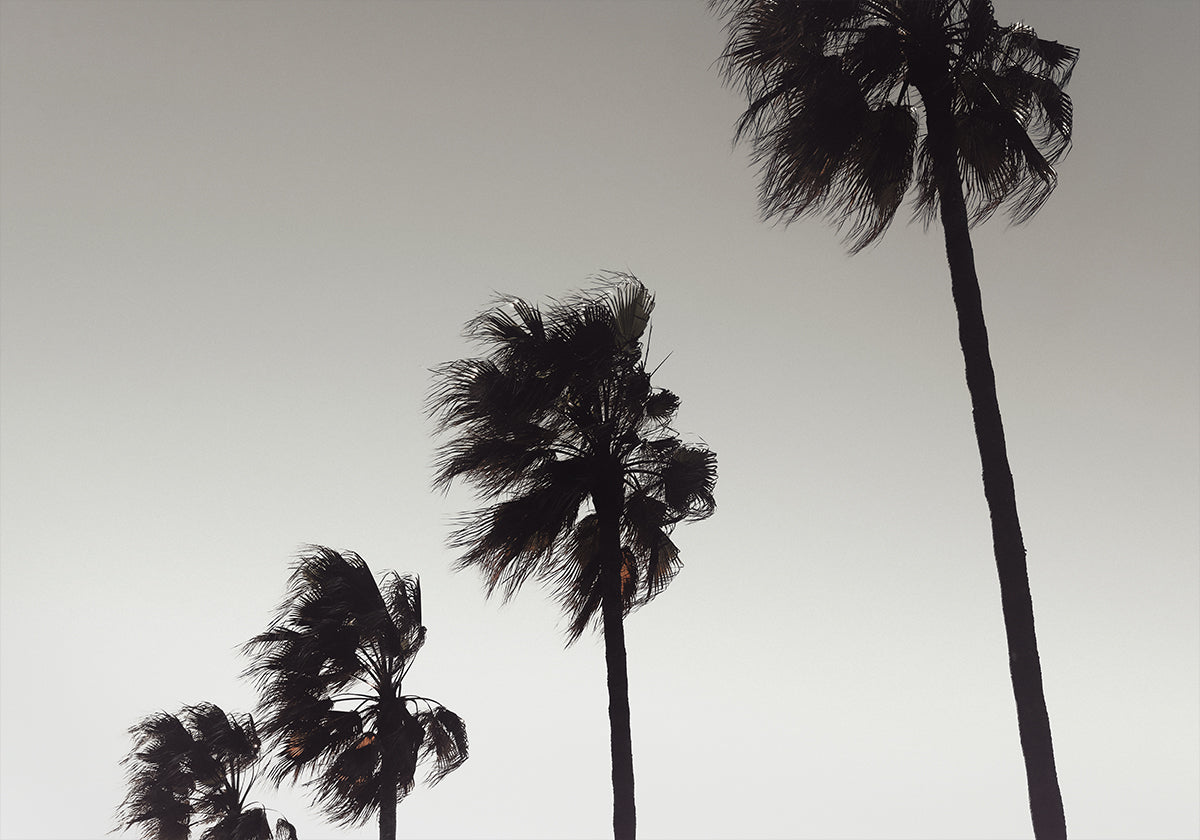 Palme_004