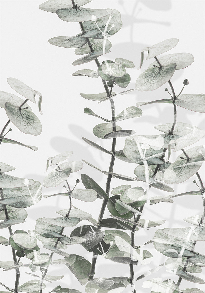 Eucalyptus n°3 Poster