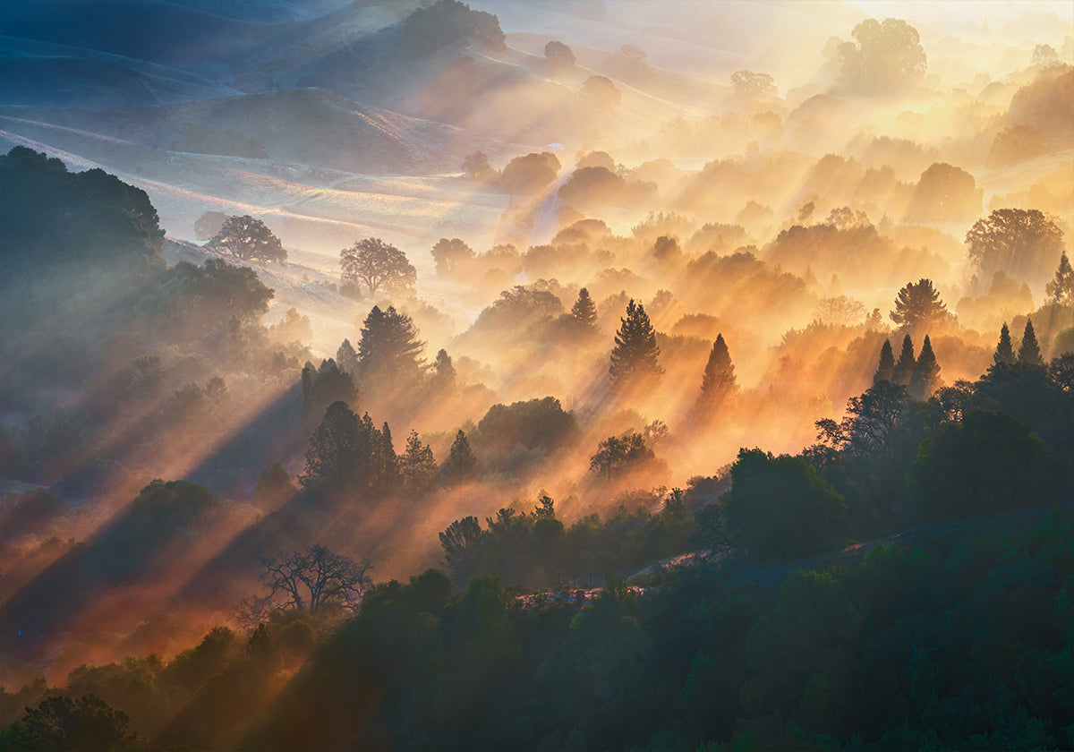 Lumière du matin Poster