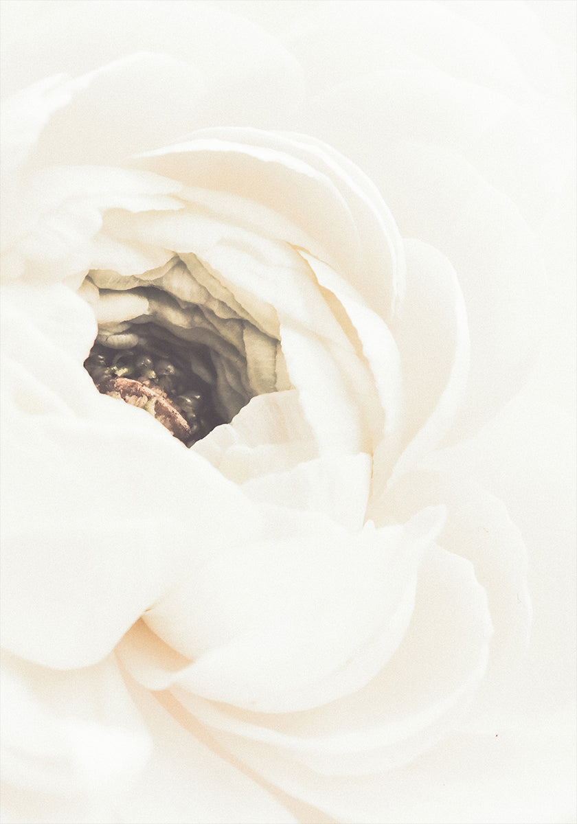 Fleur blanche n ° 1 Poster