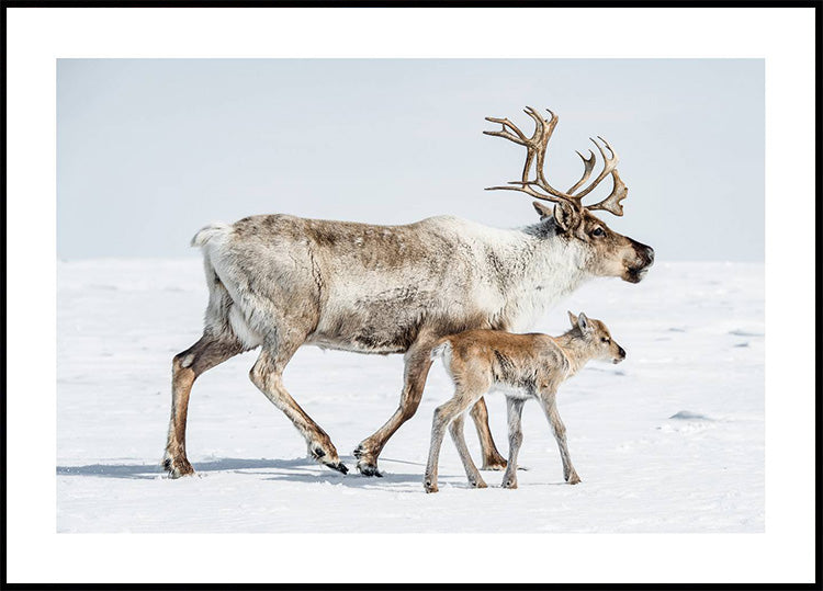 Reindeer With Offspring Plakat - Posterbox.dk