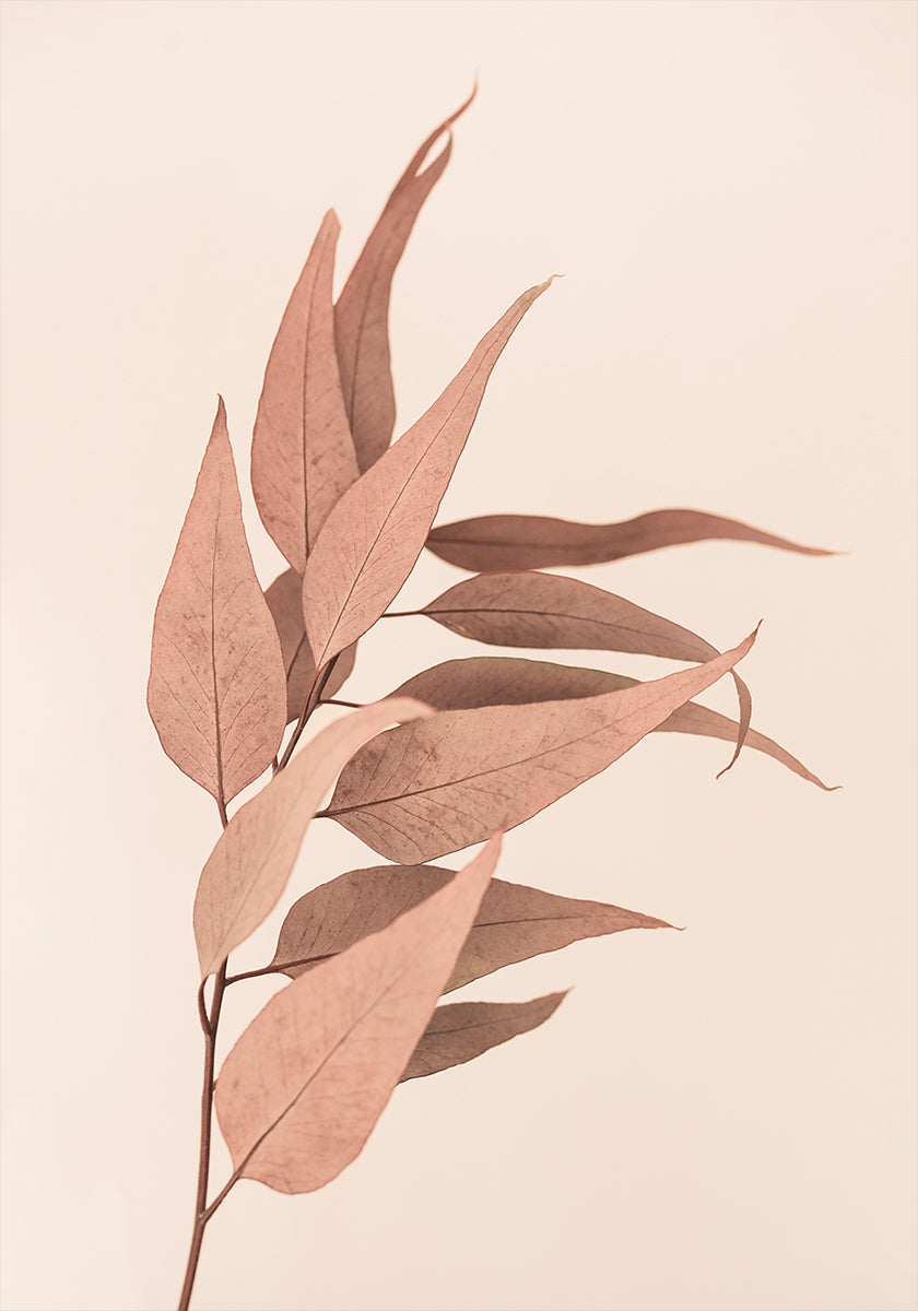 Eucalyptus séché