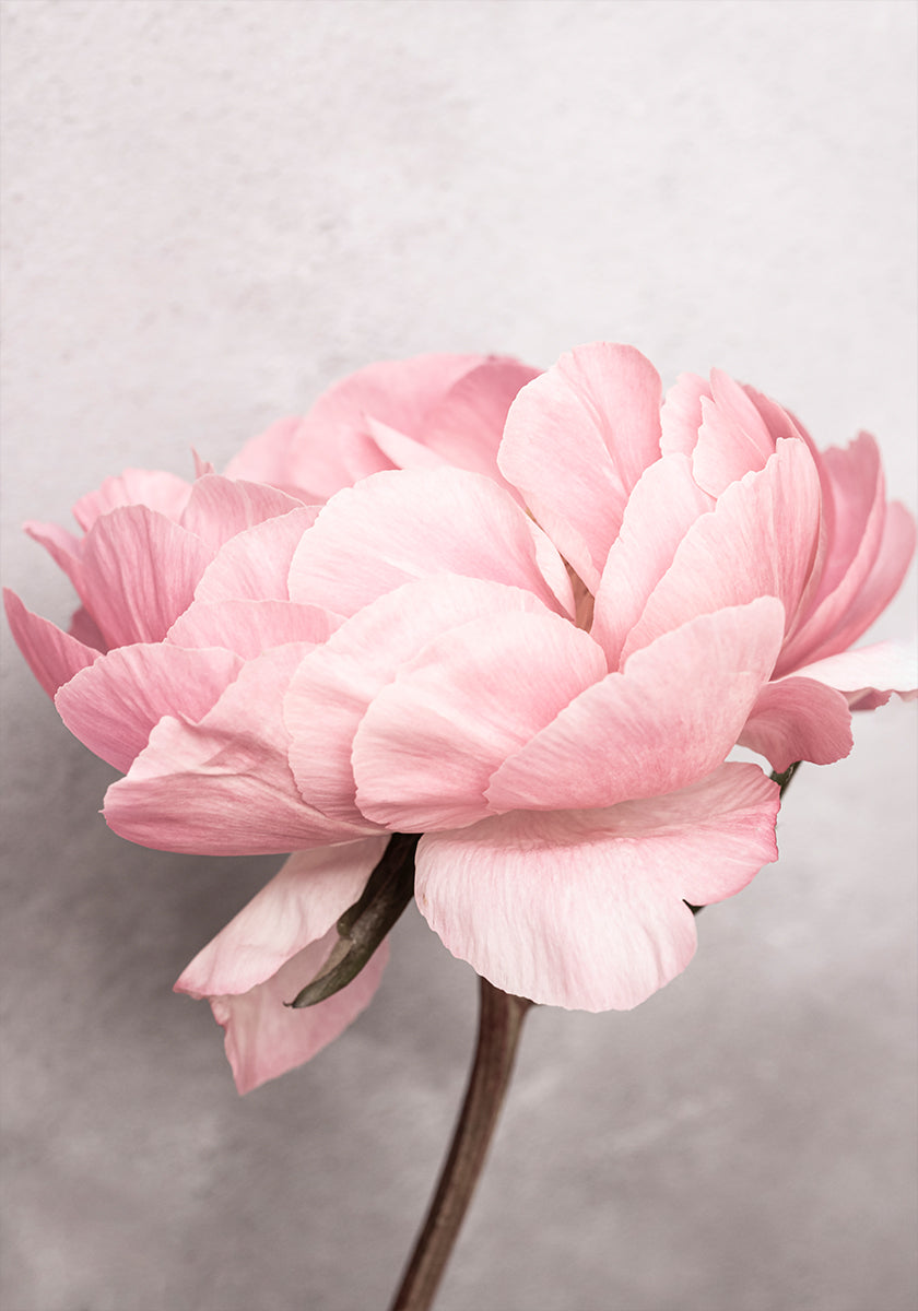 Pivoine