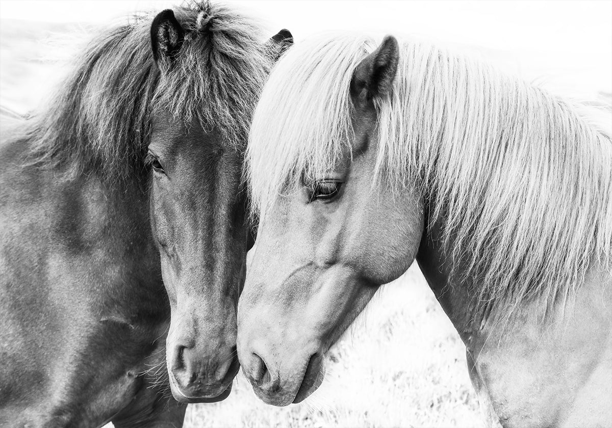 Amour de cheval Poster