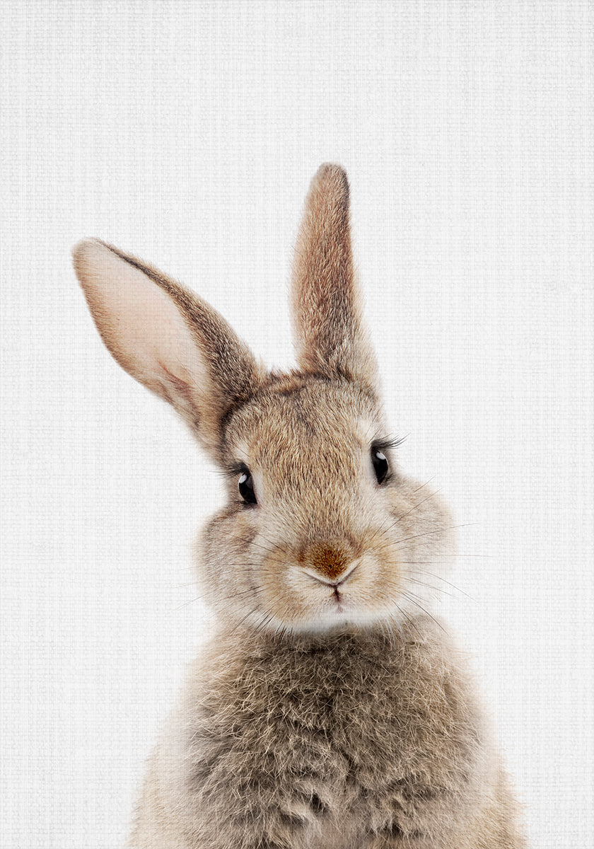 Lapin Coucou Poster