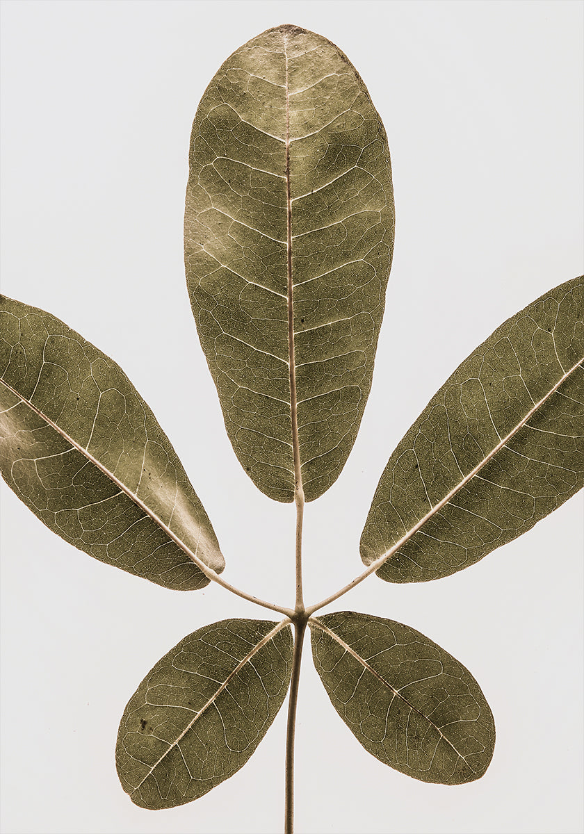 Harmonie à cinq feuilles