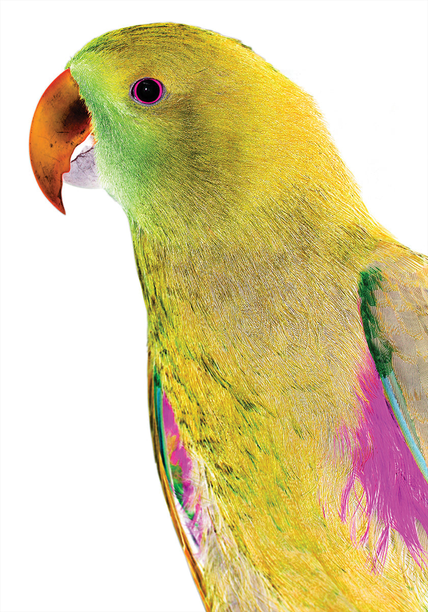 Profil de perroquet vibrant