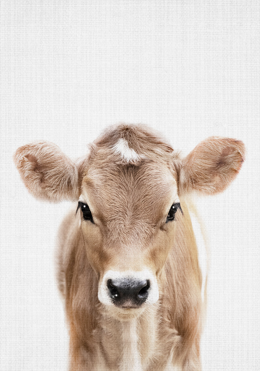 Peekaboo bébé vache Poster