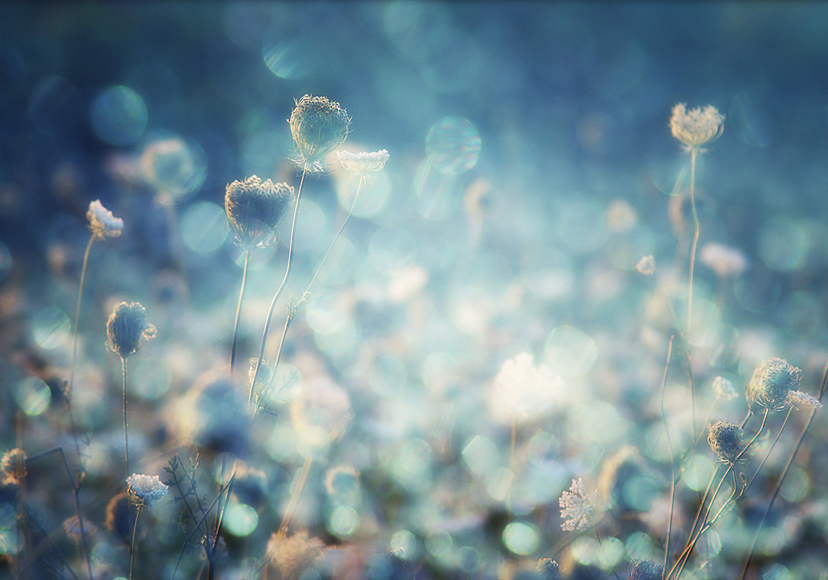 Diamants