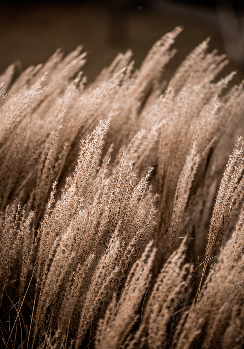 Herbe 16