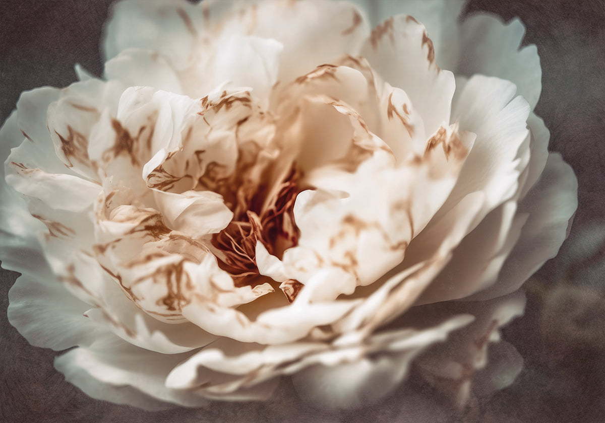 Pétales de sérénité