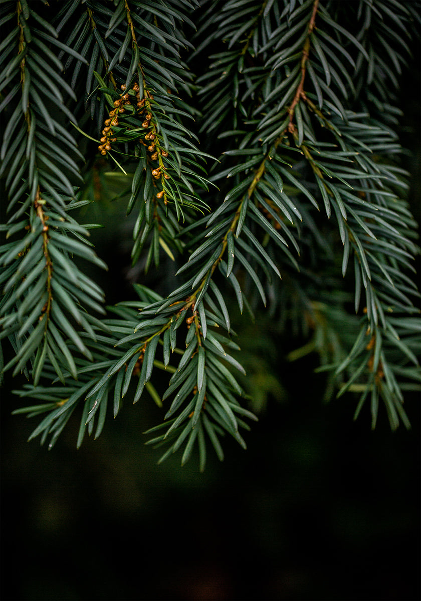 Branches d'hiver 7 Poster