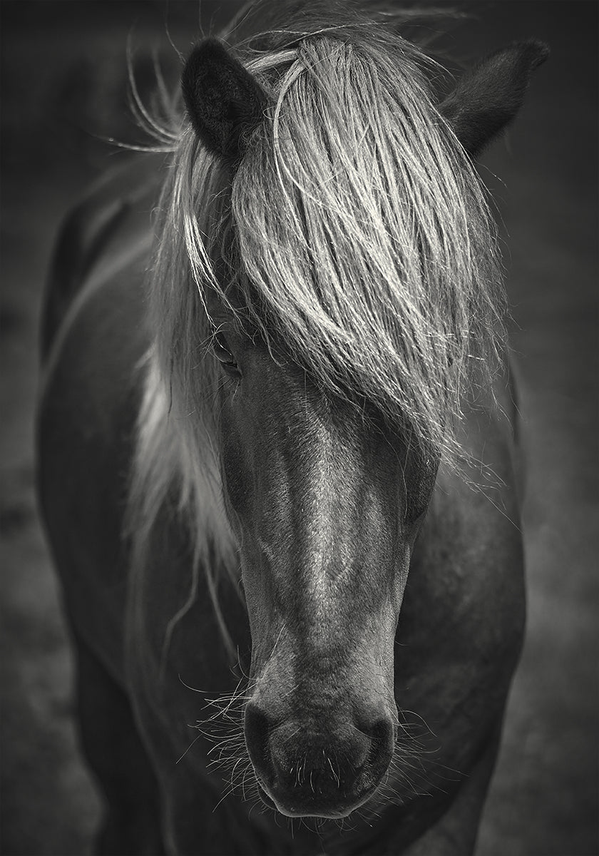 Mec de surf alpin Poster