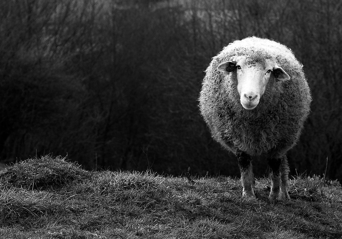 Je me demande des moutons