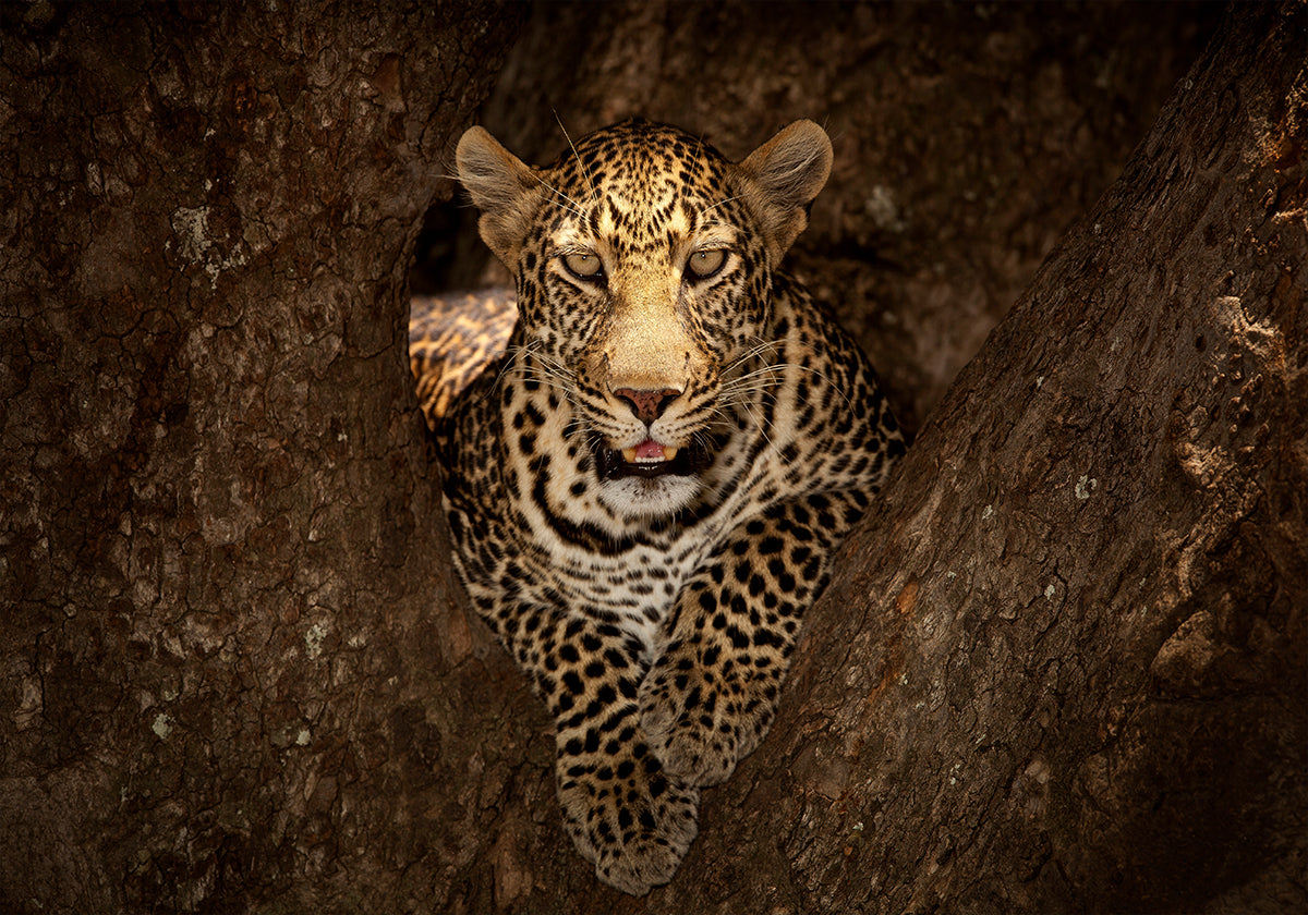 Léopard reposant sur un arbre au Masai Mara