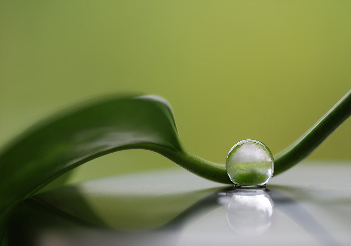 Harmonie verte