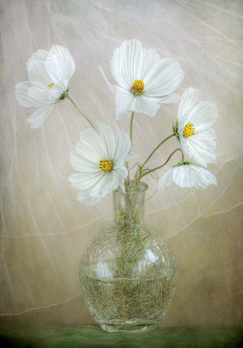 Brise du cosmos