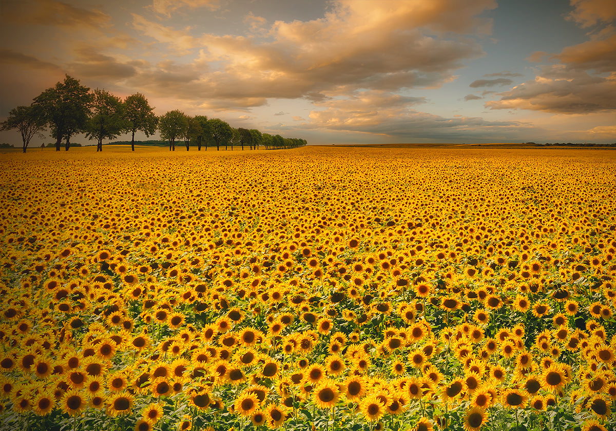 Tournesols