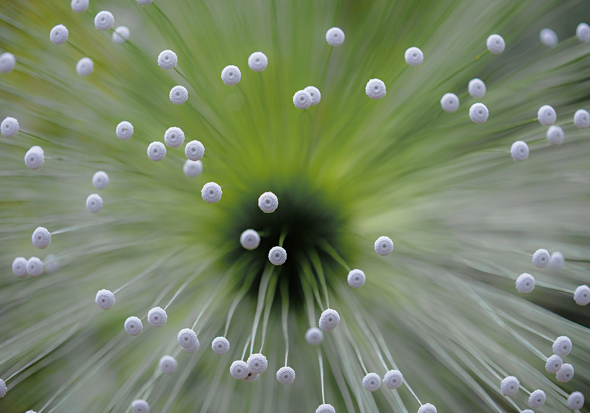 Vert et Blanc II