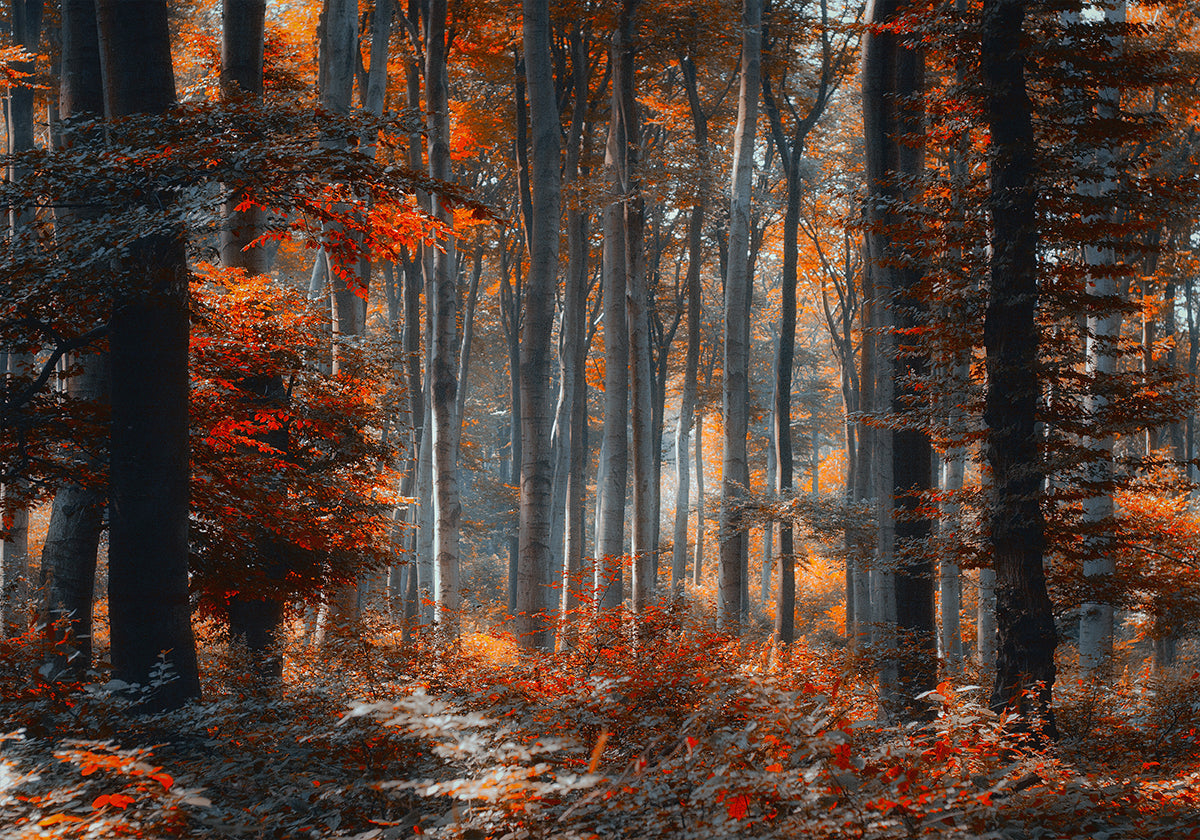 Peinture Forêt Poster