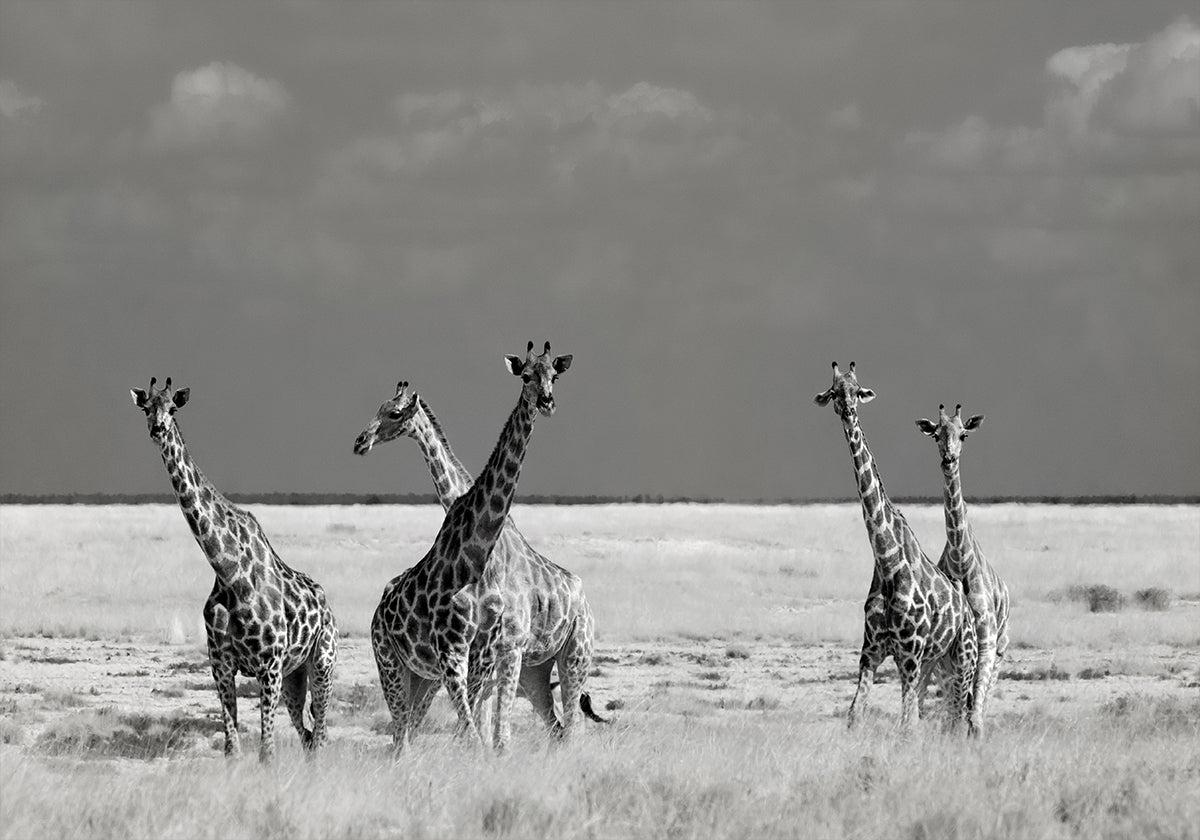 Regarde Fille Animaux Étranges