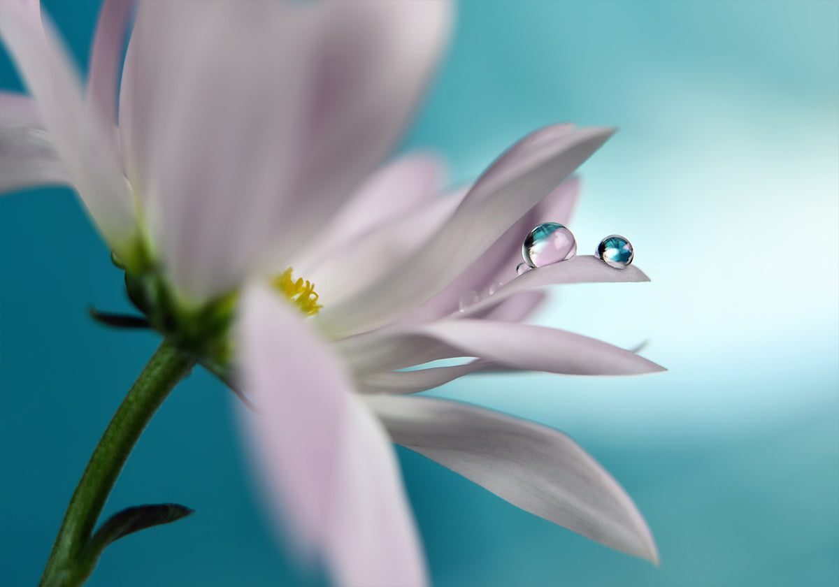 En compagnie turquoise