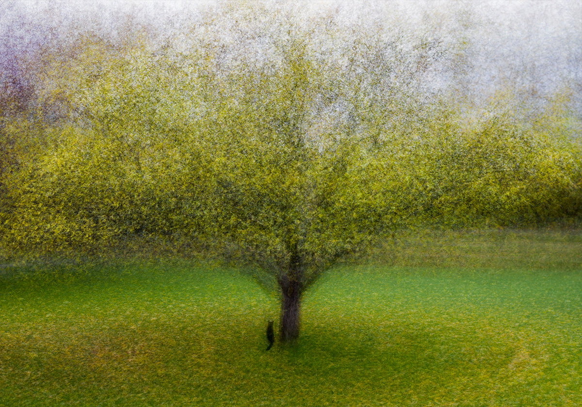 Le chat près de l'arbre
