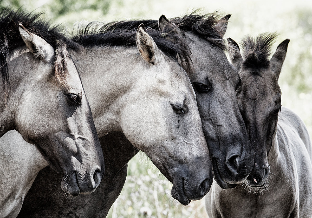 Quatre chevaux Konik
