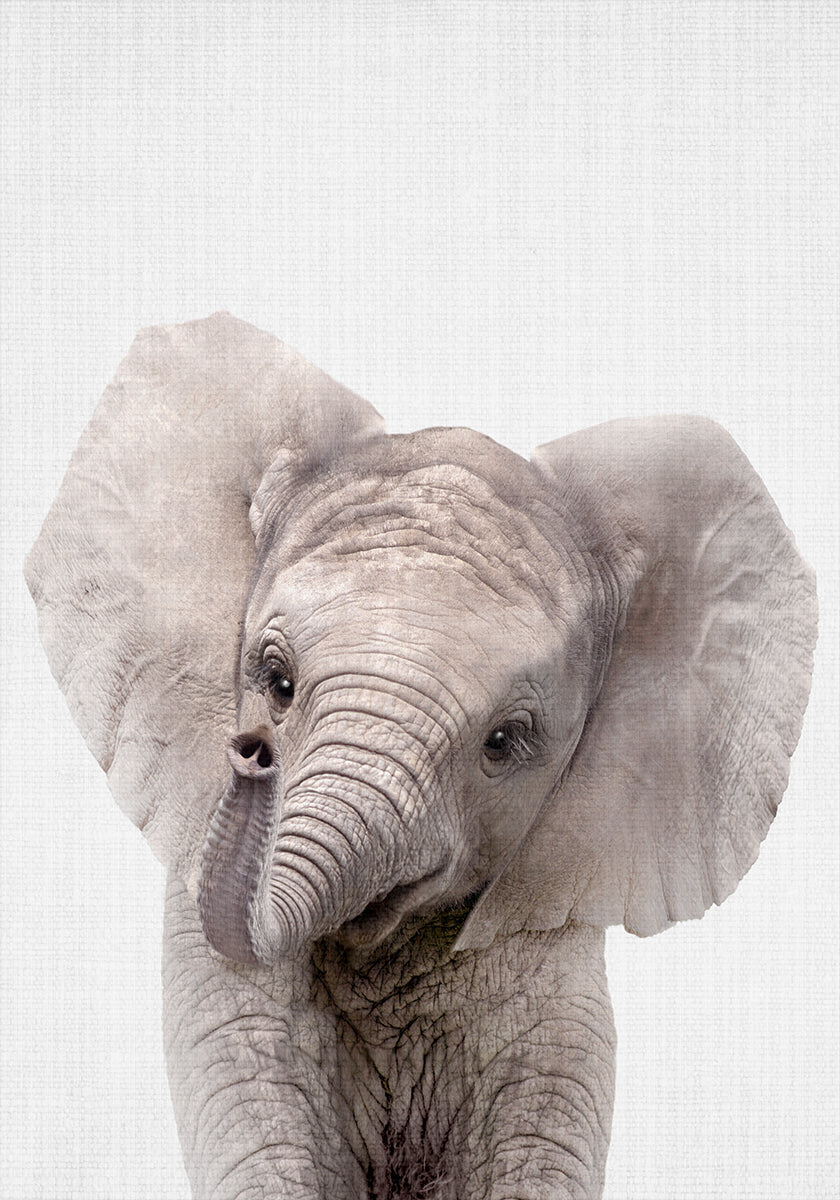 Peekaboo bébé éléphant Poster
