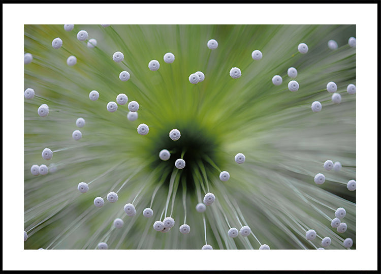 Vert et Blanc II
