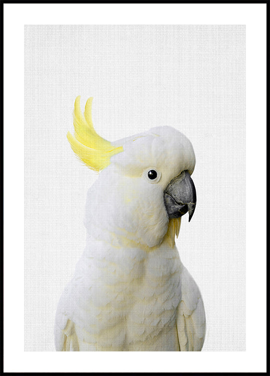Cacatoès Peekaboo Poster