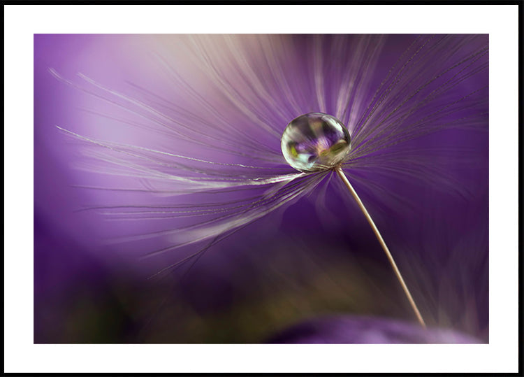 Dans les tons violets