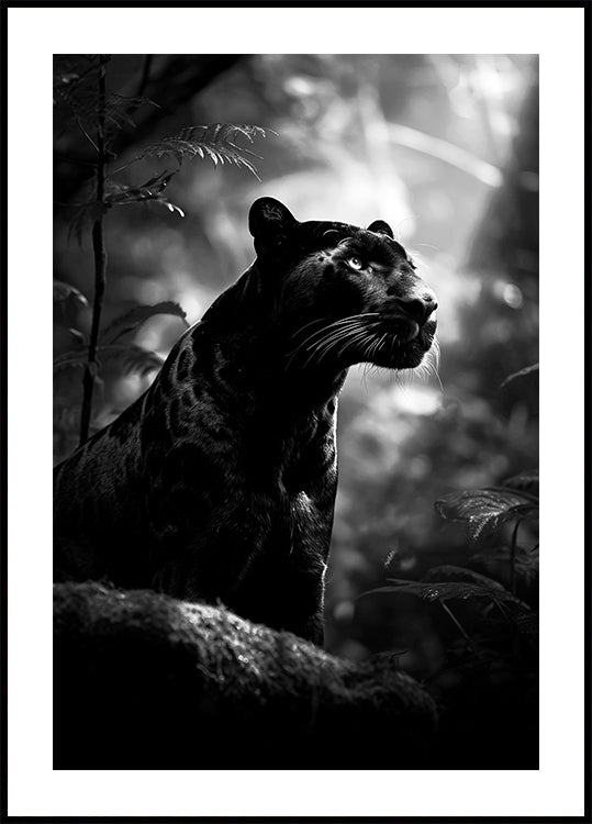 Majestueuse panthère noire Poster