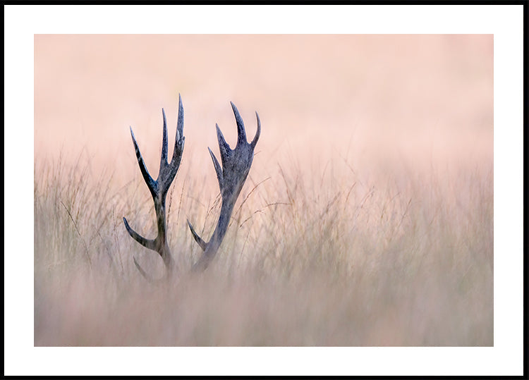 Cache-cache (Corne de Cerf)