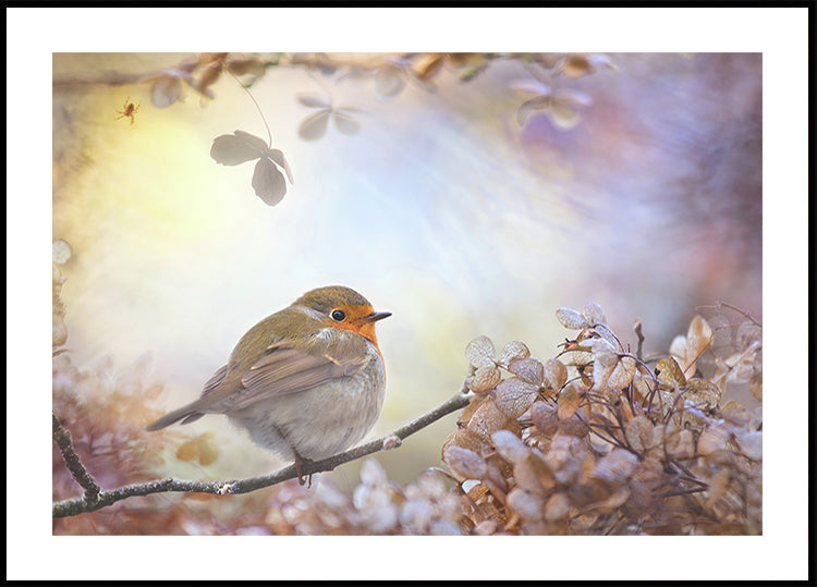 Robin sur les rêves