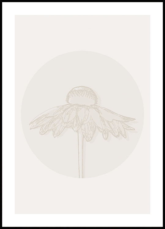 Gaillardia Bloom, dessin au trait botanique Poster