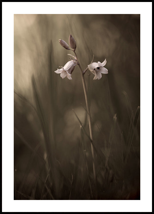 Poster Une petite fleur sur le sol