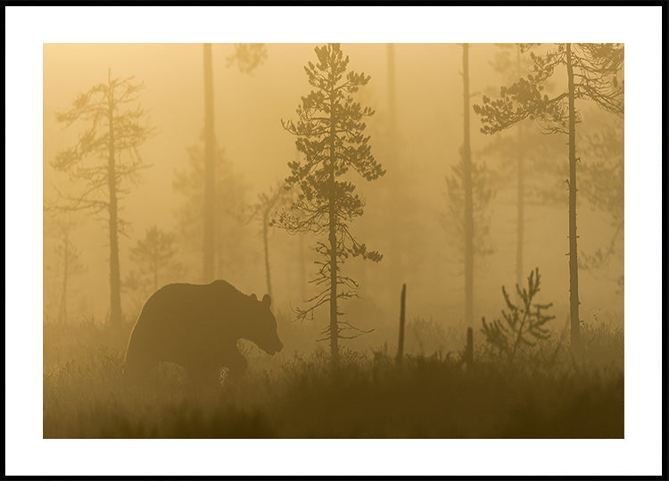 Brouillard matinal